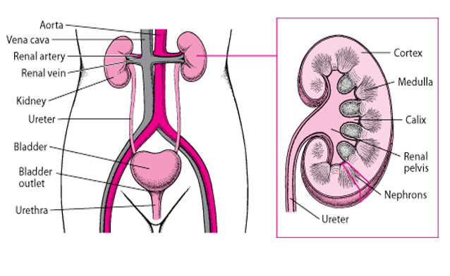 Infertility Doctors For Male